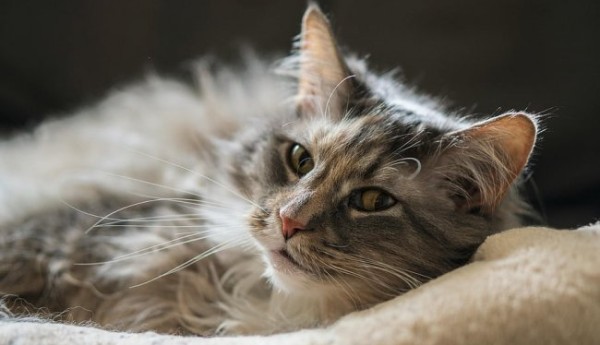 全价猫粮、全期猫粮是什么意思？盘点国产猫粮排名前十品牌