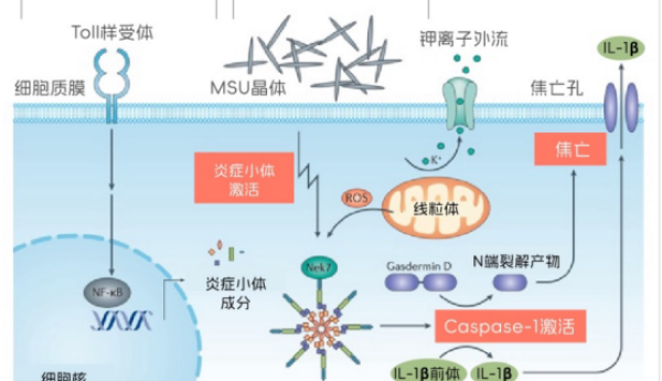 打破痛风循环：金蓓欣（IL-1β抑制剂）创新价值深度解读