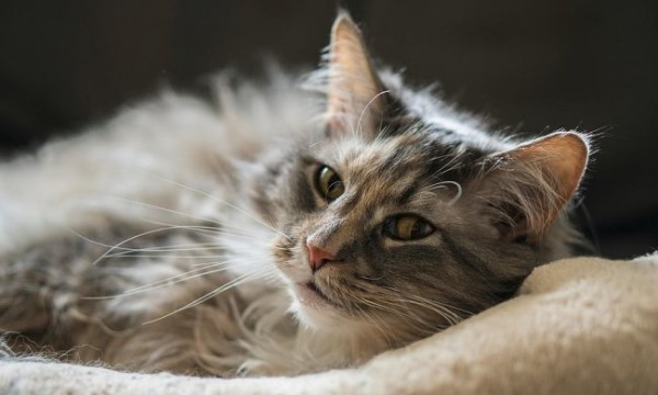 全价猫粮、全期猫粮是什么意思？盘点国产猫粮排名前十品牌